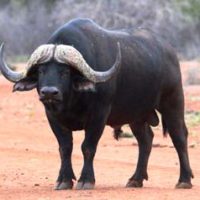 Buffalo-Species