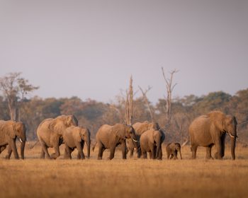 Moremi Game Reserve Wildlife 2023-82