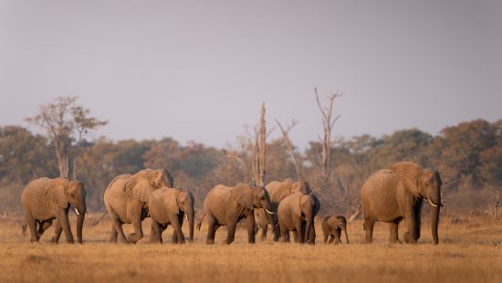 Moremi Game Reserve Wildlife 2023-82