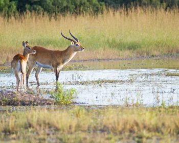 1700150613_Moremi-Game-Reserve-Wildlife-03-3