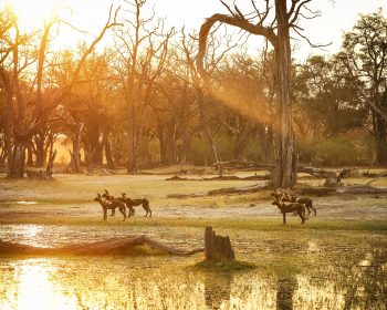 Moremi-Game-Reserve-Wildlife