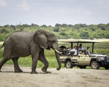 Chobe Game Lodge Game Drive 2024-4