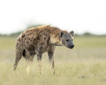 Moremi Game Reserve Wildlife